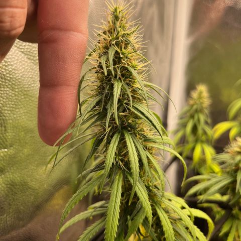 Genética desconhecida growlog timeline photo