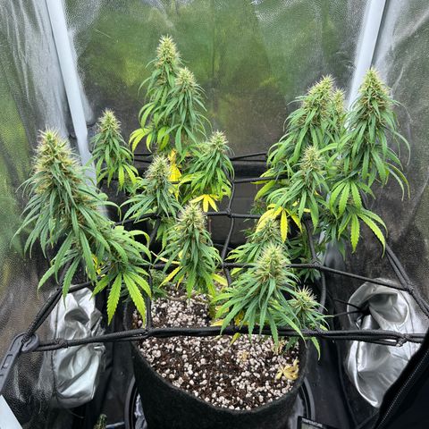 Genética desconhecida growlog timeline photo