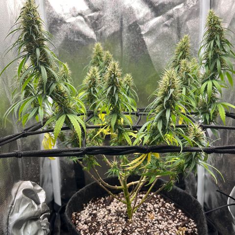 Genética desconhecida growlog timeline photo