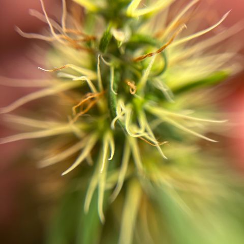 Genética desconhecida growlog timeline photo