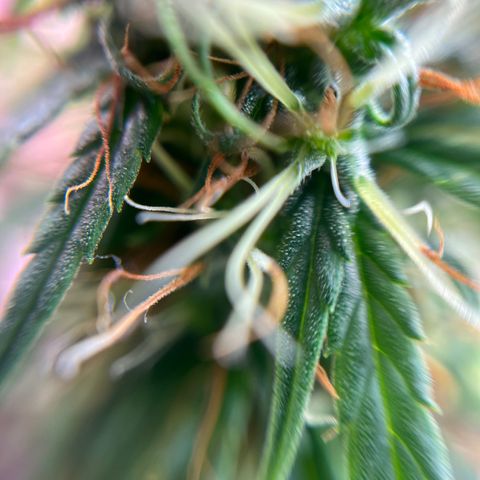 Genética desconhecida growlog timeline photo