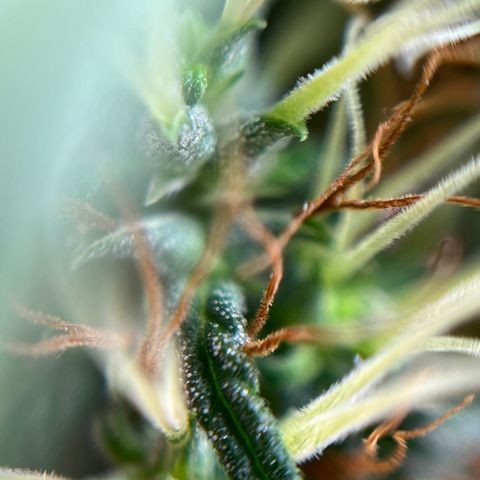 Genética desconhecida growlog timeline photo