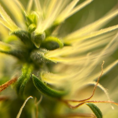 Genética desconhecida growlog timeline photo