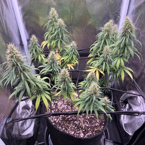 Genética desconhecida growlog timeline photo