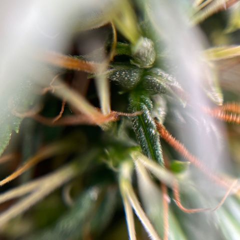 Genética desconhecida growlog timeline photo