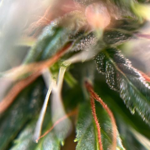 Genética desconhecida growlog timeline photo