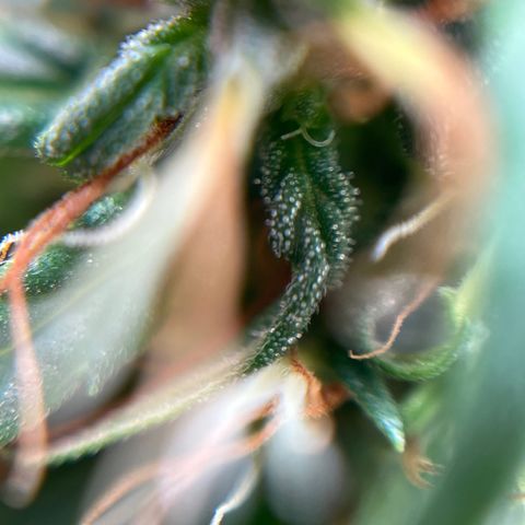 Genética desconhecida growlog timeline photo