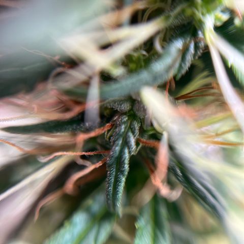 Genética desconhecida growlog timeline photo