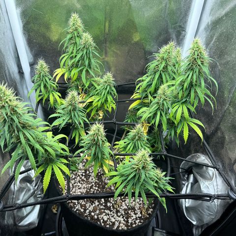 Genética desconhecida growlog timeline photo