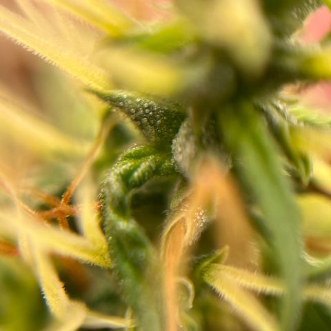 Genética desconhecida growlog timeline photo