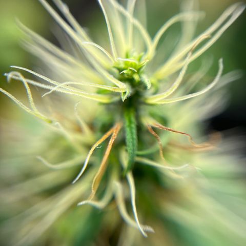 Genética desconhecida growlog timeline photo
