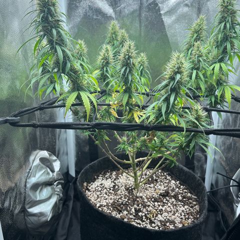 Genética desconhecida growlog timeline photo