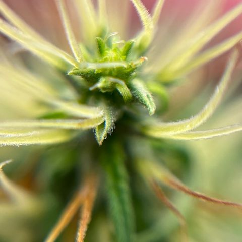 Genética desconhecida growlog timeline photo