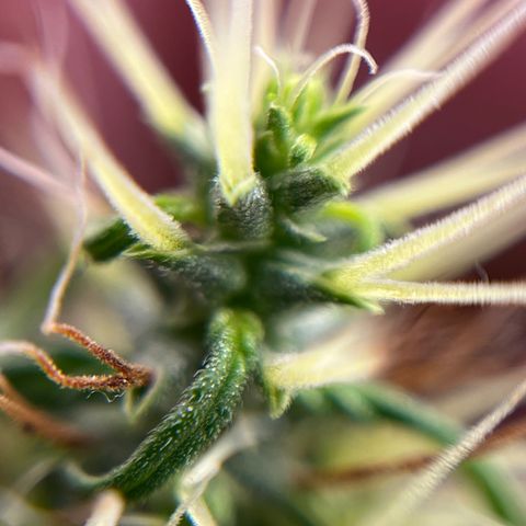 Genética desconhecida growlog timeline photo