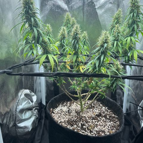 Genética desconhecida growlog timeline photo