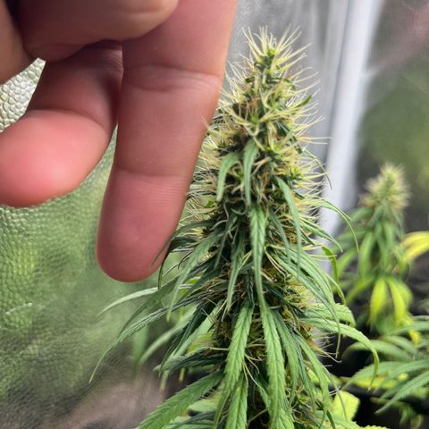 Genética desconhecida growlog timeline photo