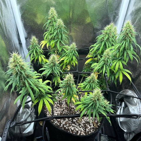 Genética desconhecida growlog timeline photo