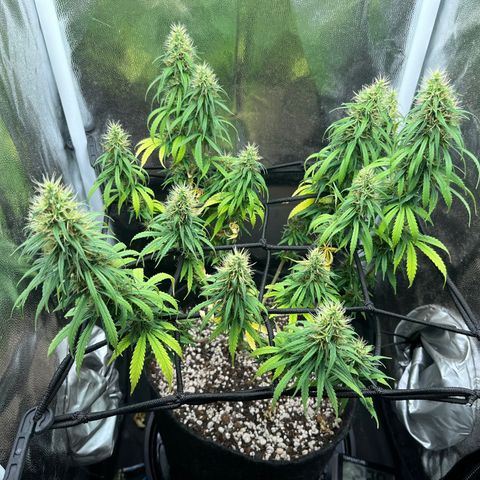 Genética desconhecida growlog timeline photo