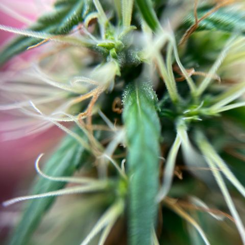 Genética desconhecida growlog timeline photo