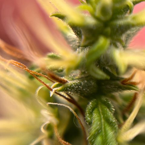 Genética desconhecida growlog timeline photo