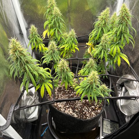 Genética desconhecida growlog timeline photo
