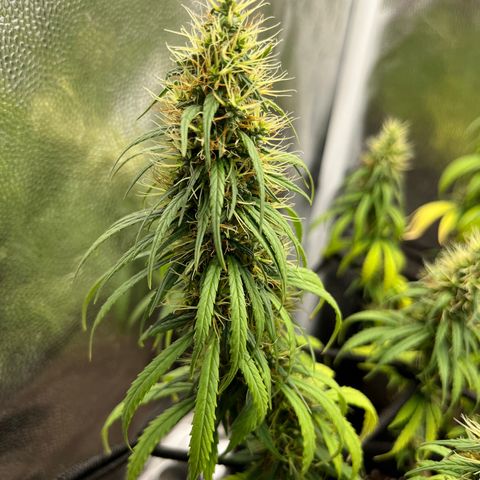 Genética desconhecida growlog timeline photo