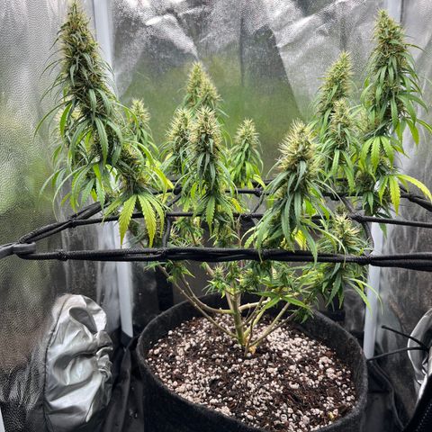 Genética desconhecida growlog timeline photo