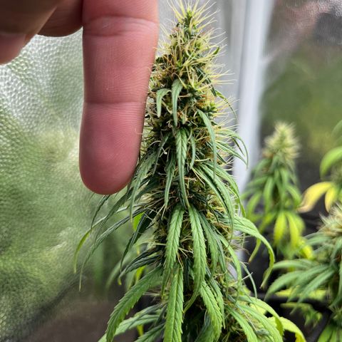 Genética desconhecida growlog timeline photo