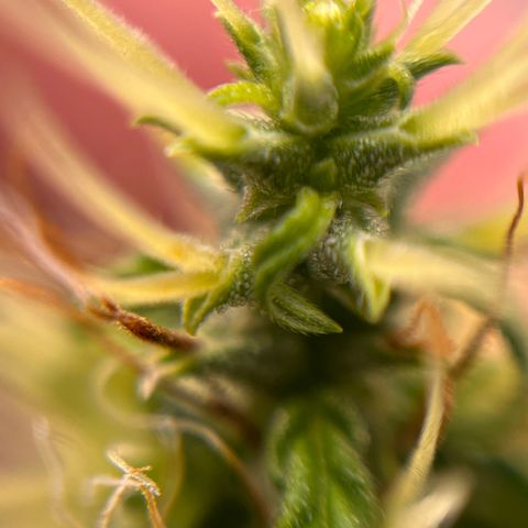 Genética desconhecida growlog timeline photo