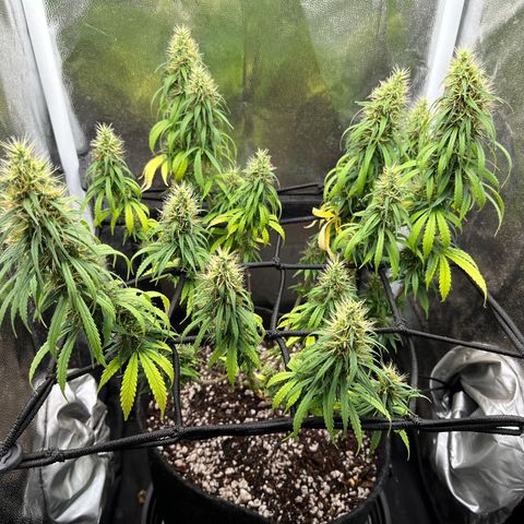Genética desconhecida growlog timeline photo