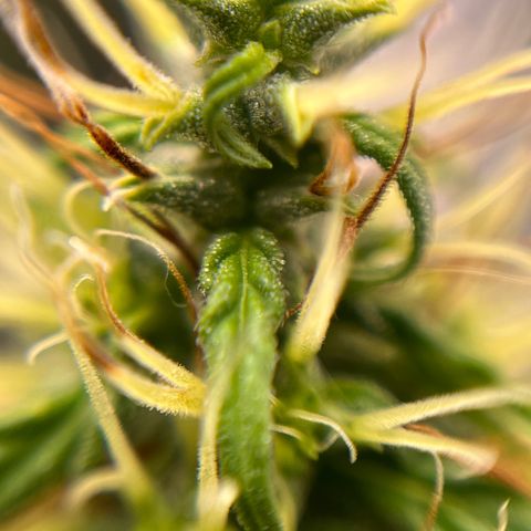 Genética desconhecida growlog timeline photo