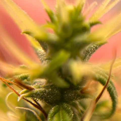 Genética desconhecida growlog timeline photo