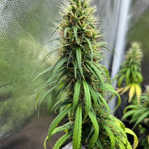 Genética desconhecida growlog timeline photo