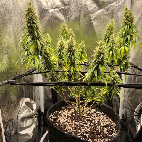 Genética desconhecida growlog timeline photo