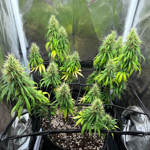Genética desconhecida growlog timeline photo