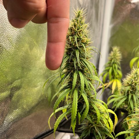 Genética desconhecida growlog timeline photo