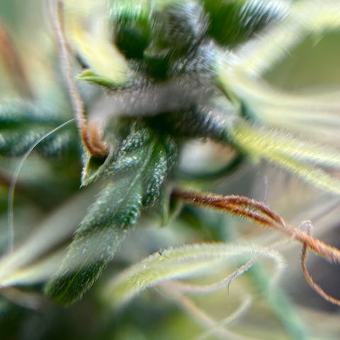 Genética desconhecida growlog timeline photo