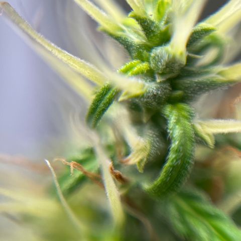 Genética desconhecida growlog timeline photo