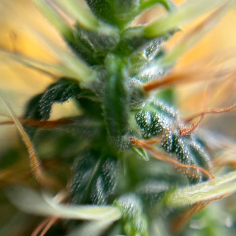 Genética desconhecida growlog timeline photo