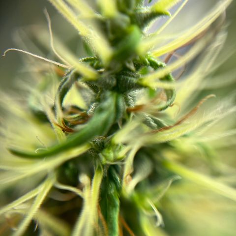 Genética desconhecida growlog timeline photo