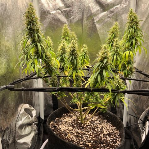 Genética desconhecida growlog timeline photo