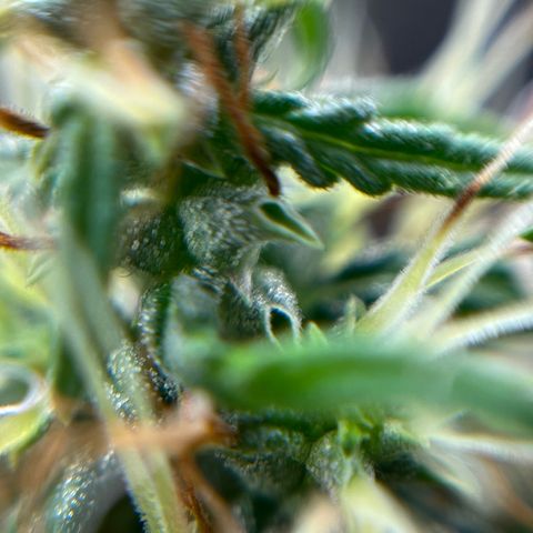 Genética desconhecida growlog timeline photo
