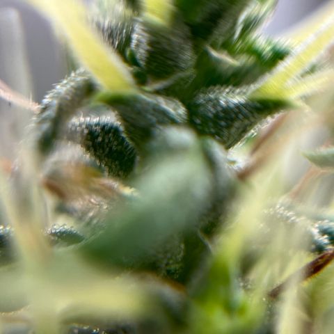 Genética desconhecida growlog timeline photo