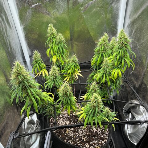 Genética desconhecida growlog timeline photo