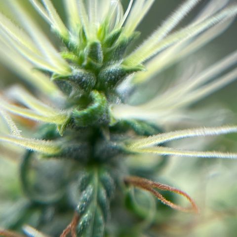 Genética desconhecida growlog timeline photo