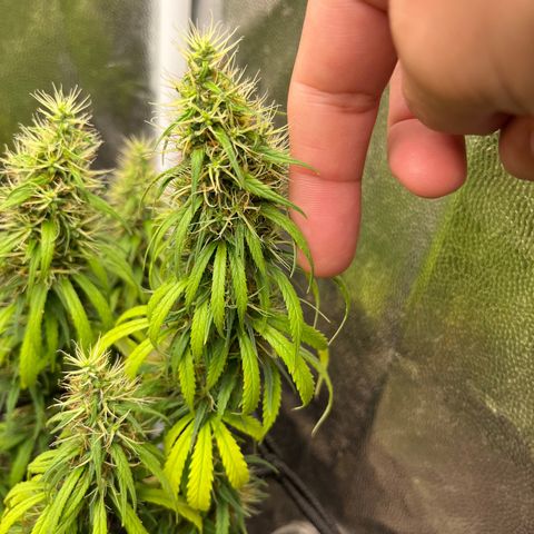 Genética desconhecida growlog timeline photo