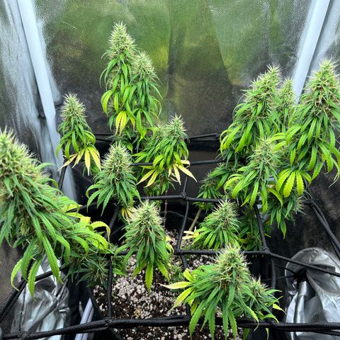 Genética desconhecida growlog timeline photo