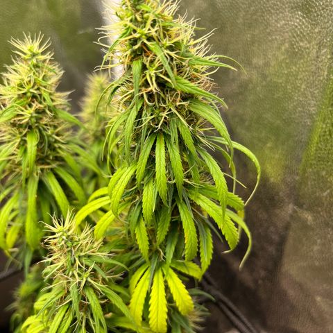 Genética desconhecida growlog timeline photo