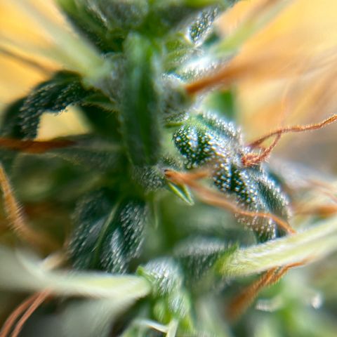 Genética desconhecida growlog timeline photo