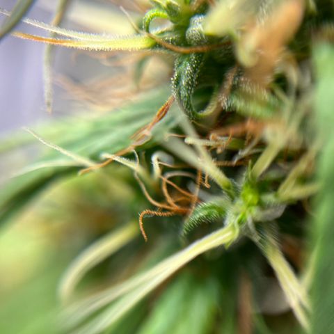 Genética desconhecida growlog timeline photo